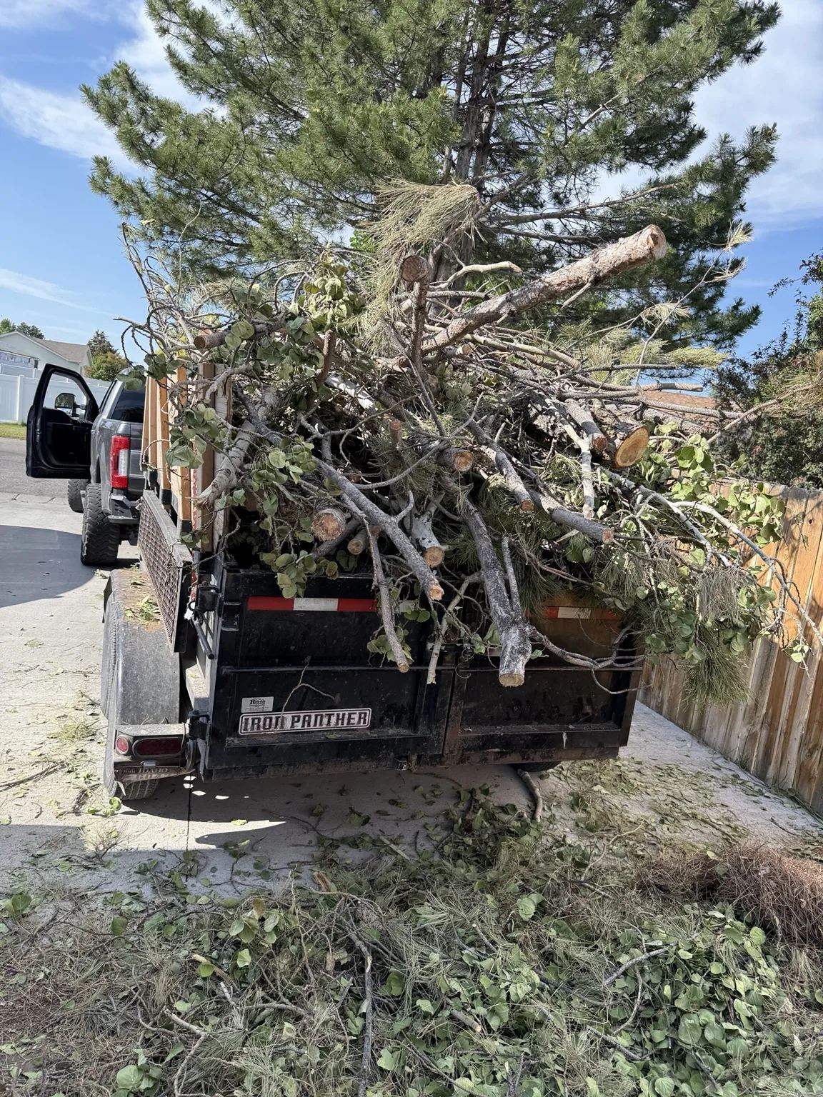 Tree Care & Removal
